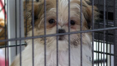 Some Lafayette council members support banning pet shops, private breeders